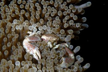 Crab by Fan Wong 